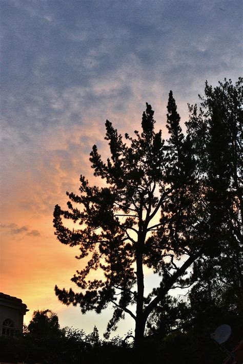 Gold And Blue Sunset Tree Silhouette V Photograph By Linda Brody Fine