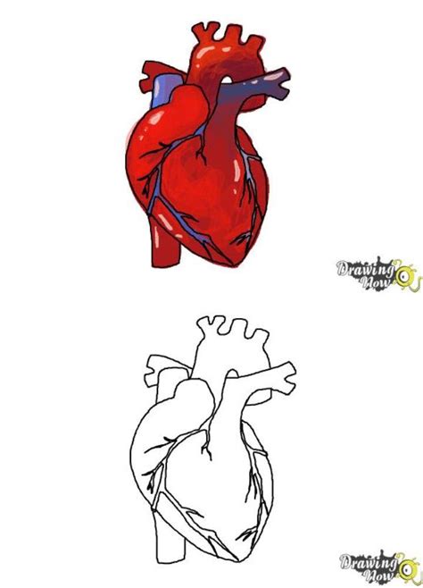15 Easy Human Heart Drawing Ideas Draw A Human Heart