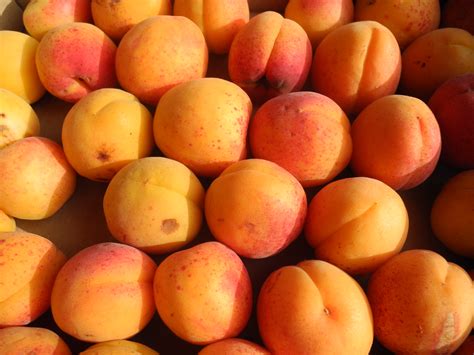 Manger des abricots Arbres Et Arbustes Jardiner avec Jean-Paul