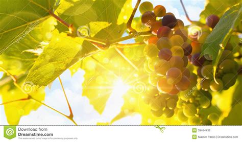 Fresh Grape Vine In Bright Sunshine Stock Photo Image Of Food
