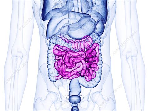 Small Intestine Illustration Stock Image F0295515 Science Photo Library