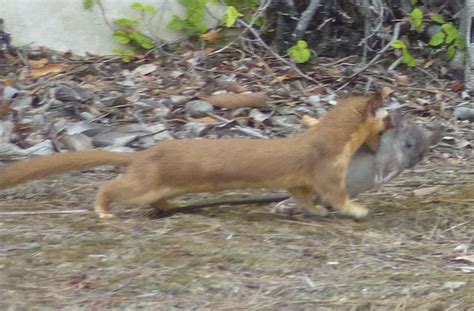 Weasel With Rat In The Landscaping Newport Center Fashi Flickr