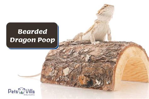Bearded Dragon Poop What Is Healthy And What To Worry About