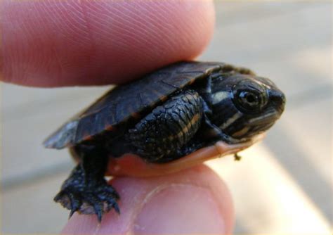 Eastern painted turtle pictures gallery. Hatchling Turtle Photos