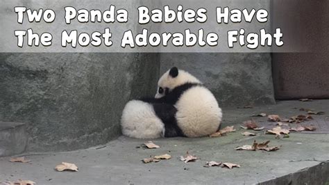 Two Panda Babies Have The Most Adorable Fight Ipanda Youtube