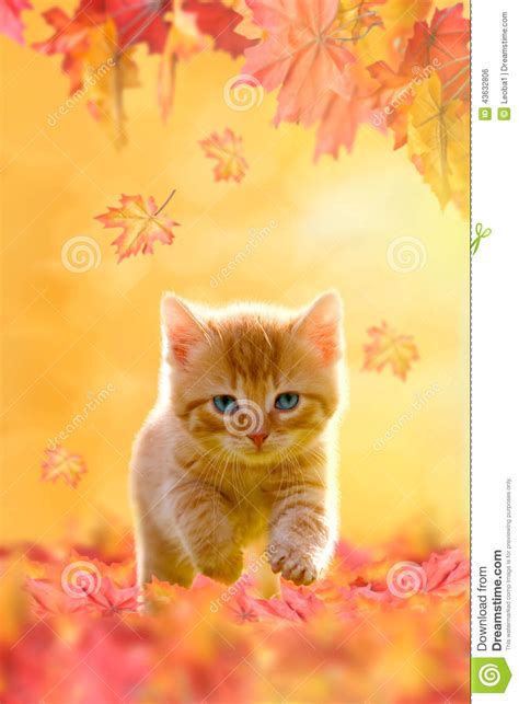 Young Cat Playing In Autumn Leaves Stock Photo Image