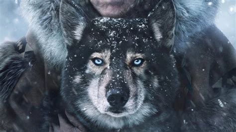 A sled dog struggles for survival in the wilds of the yukon. TOGO | Movieguide | Movie Reviews for Christians