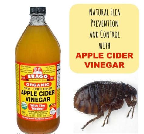How To Use Apple Cider Vinegar For Fleas Ostomy Lifestyle
