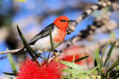 Scarlet Honeyeater Male Tawnyfred Flickr