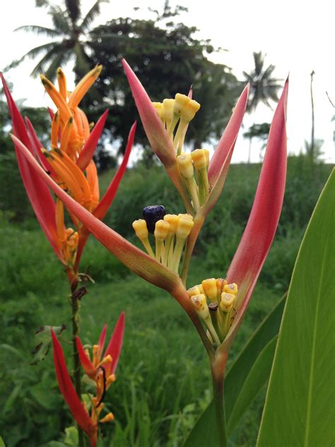 Flores De Costa Rica Costa Rica Places To Go Wild Flowers
