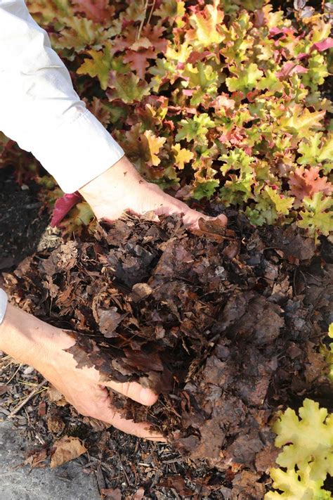Oak leaves seem to be surrounded by myth and misinformation when it comes to their role in mulch. Shredded Leaves are Garden Gold - Longfield Gardens