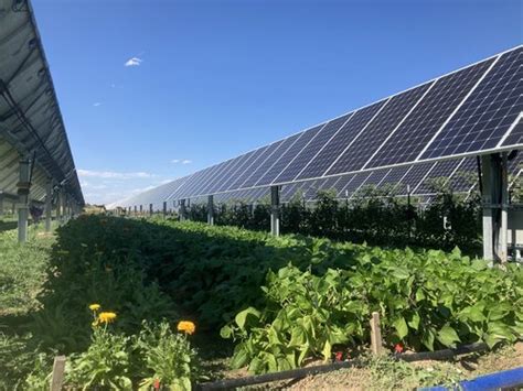 Colorado ‘solar Garden Grows Crops Under The Solar Panels That Provide Power For 300 Homes