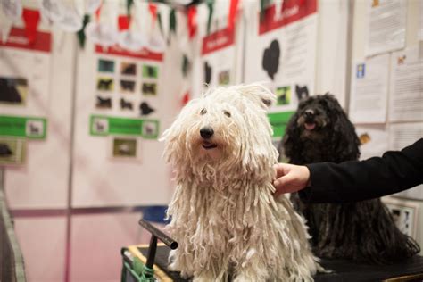 Discover Dogs 2022 Events And Exhibitions Excel London