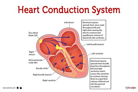 Heart Conduction System Human Anatomy Picture Functions Diseases