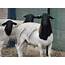 Australian Dorper Sheep – Cluny Livestock Exports Pty Ltd