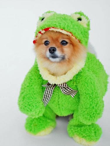 Check Out This Pomeranian In A Frog Costume Small Dog Costumes Diy
