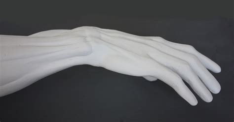 Male Anatomical Arm Sculpture For Sale Item 153 Caproni Collection