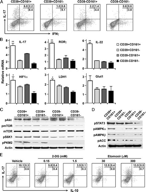 • the glycolytic pathway describes the oxidation of glucose to pyruvate with the generation of atp and nadh. CD4 + CD39 + CD161 + T cells exhibit an activated Th17 ...