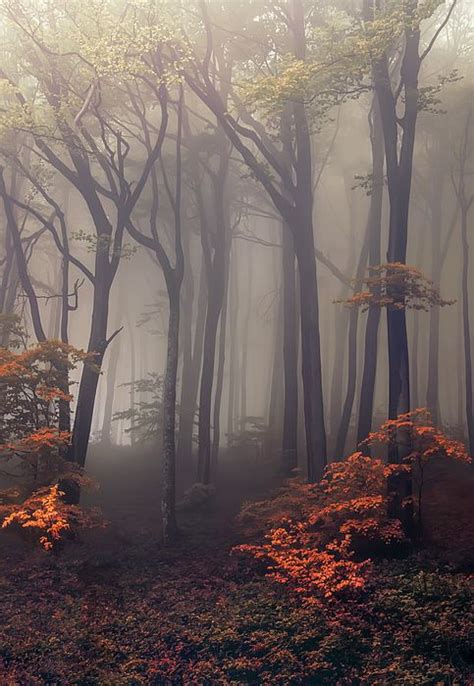 Orange Leaves Of Autumn By Jaroslaw Blaminsky Jaroslaw Forest
