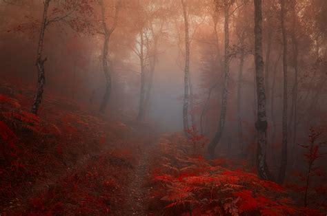 Janek Sedlar Fern Forest Autumn Forest Beautiful Landscape Photography Beautiful Landscapes