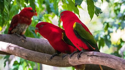 Pictures Bird Parrot Lorikeet Red Branches Animal 1366x768