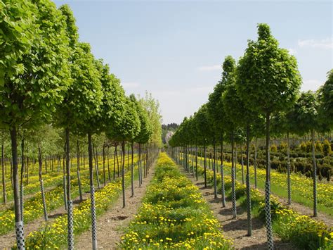 Maybe you would like to learn more about one of these? Bäume - Garten Punzmann GmbH Menzlhof