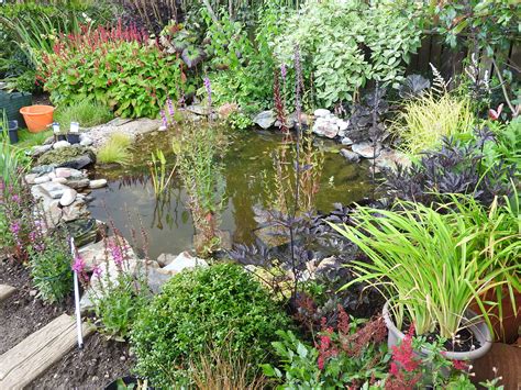 Pond Plants — Bbc Gardeners World Magazine