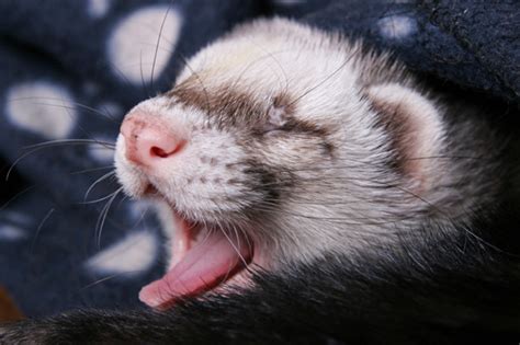 The Measles Of Ferrets Sheknows