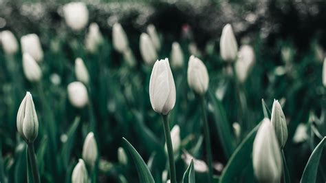 Tulips Flowers White Flowerbed Blooms Spring 4k Hd Wallpaper