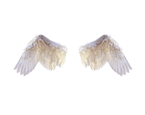 Angel Angelwings Wings Freetoedit Sticker By Taefictional