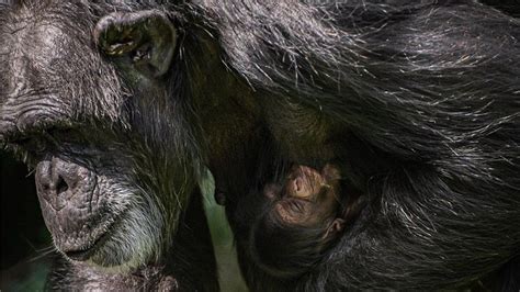 Conservation Critically Endangered Western Chimpanzee Born In Uk Zoo