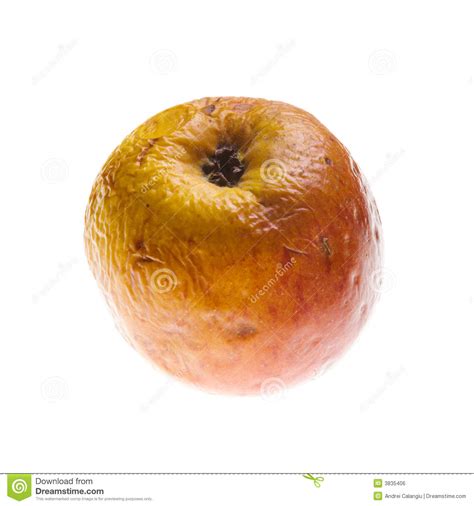 Rotten apple stock photo. Image of rotten, isolated, decay - 3835406