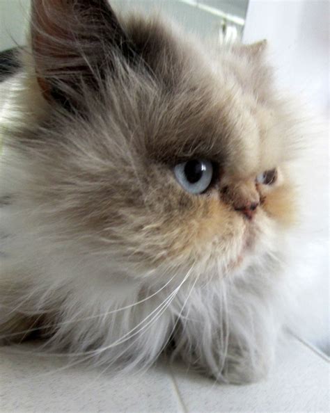 Persian rescue cat for adoption | This poor little baby ...