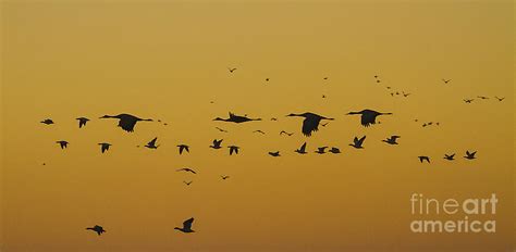 Mixed Sunrise Flock Photograph By Ruth Jolly Fine Art America