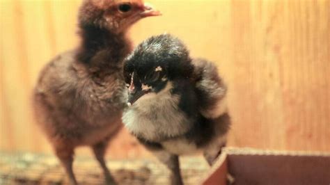 Pecking Orders Roosters Hens A Primer On Feathered Friends The State