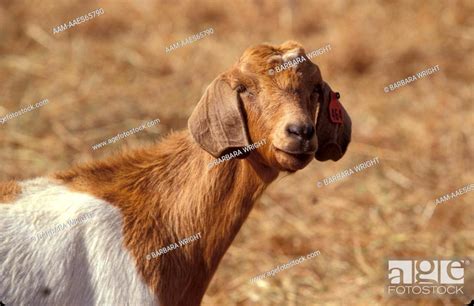 South African Boer Goat Ram Capra Prisca South Africa Stock Photo