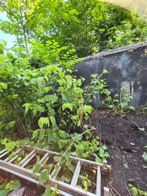 🏡 Methods For Permanent Japanese Knotweed Removal Explained