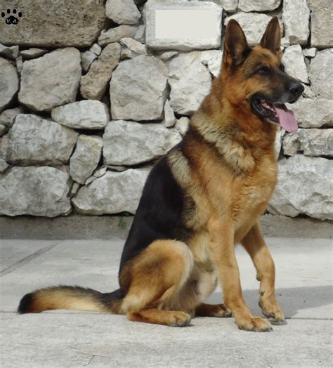 201 gruppo 1 cani da pastore e bovari (esclusi bovari svizzeri) sezione 1 cani da pastore standard n. Accoppiamento di Pastore Tedesco da allevatori Italiani