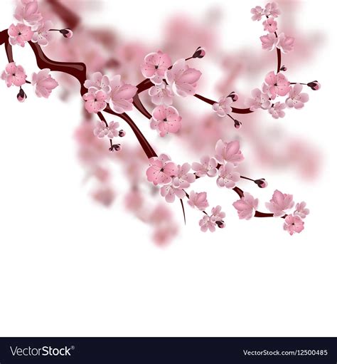 Japanese Cherry Tree A Branch Of Pink Sakura Vector Image