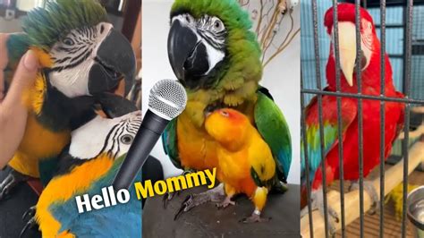 Baby Animals Funny Parrot And Cute Birds Compilation Video 2022
