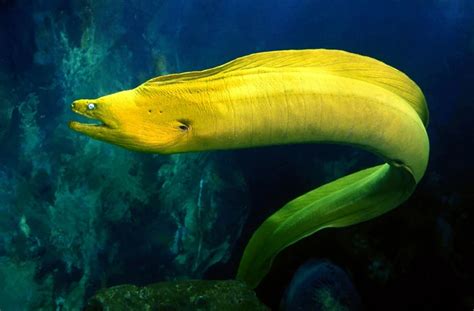 Moray Eel Creatures Of The World Wikia Fandom