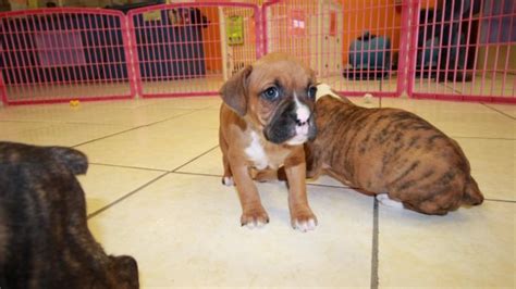 Looking for a puppy in georgia? Huggable, Boxer Puppies For Sale In Atlanta, Ga at ...