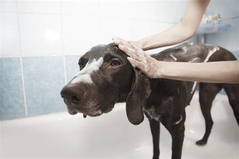 Your information is anonymous and it only takes a few seconds. 5 Best Dog Grooming in San Francisco 磊