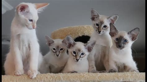 Balinese Siamese Hypoallergenic Cats Cat Teaser Youtube