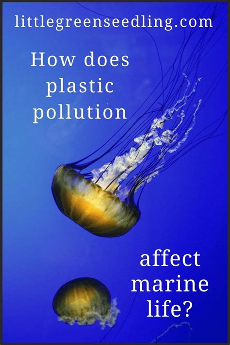 How Does Plastic Pollution Affect Marine Life Marine Life Plastic