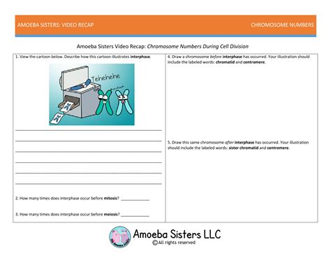 Amobea sisters monohybrid cross worksheet answers. Amoeba Sisters Video Recap Biomolecules Worksheet Answers ...