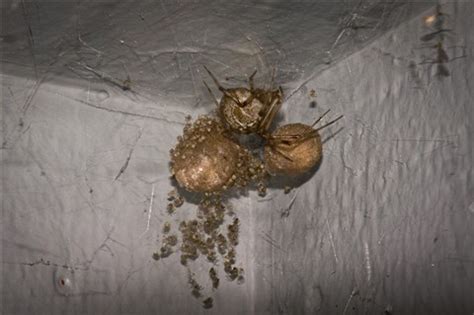 Check spelling or type a new query. Spider & Babies 2: Nate Dogg: Galleries: Digital ...