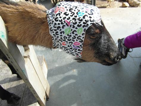 Help Broken Goat Horn And Abscess Backyardherds Goats Horses
