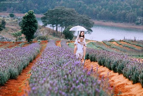 Vuon Hoa Oai Huong Lavender Da Lat 2018 5 Thế Giới Hoa Hồng