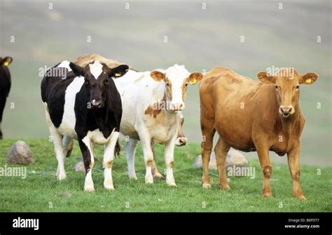 Domestic Cattle Bos Taurus Bos Primigenius Young Cows Of Different